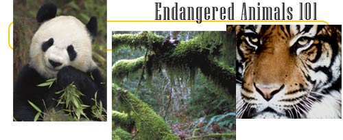 endangered animals: articles, illustrations & games.