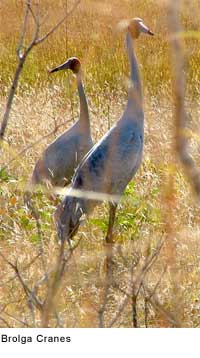 brolga: Creative Commons Attribution ShareAlike 2.0