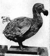 stuffed dodo bird