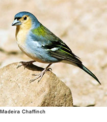 Madeira Chaffinch: Creative Commons Attribution ShareAlike License v 2.5, Photo by Markus Ferch