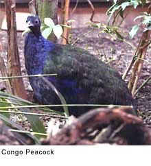 congo peafowl:  GNU Free Documentation License, Version 1.2, F. Spangenberg