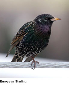 European Starling: Creative Commons Attribution 2.0, Paul Carter