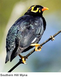 Southern Hill Myna.  Creative Commons Attribution 2.5, Photograph by Yathin, S.K.