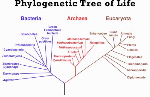 animal evolution tree