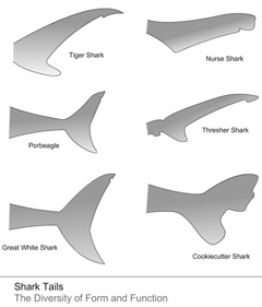 Tiger Sharks Info And Games