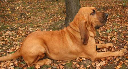 siberian bloodhound