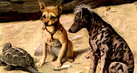 Chihuahua history sales