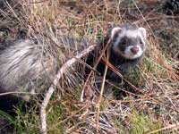 Ferrets - info and games