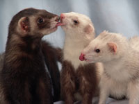 Ferrets - info and games