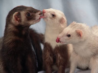 Ferrets - info and games Ferrets - info and games