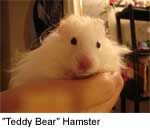 Teddy Bear Hamster Animal Facts  Mesocricetus auratus - A-Z Animals