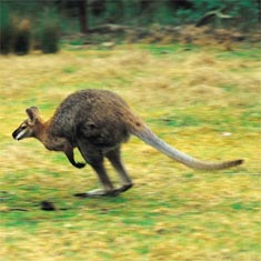 Kangaroo - info and games