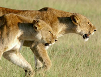 congolese spotted lion