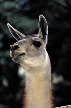 Llama - info and games Llama - info and games