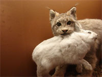 This image is licensed under the Creative Commons