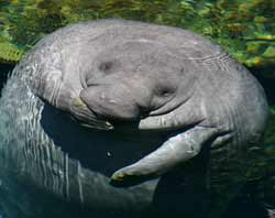 manatee predators manatee predators