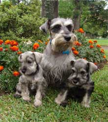 do miniature schnauzers shed