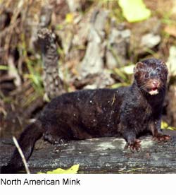 Minks - info and games Minks - info and games