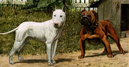 english bull terrier guard dog