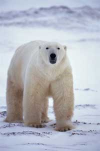 Polar Bears --info and games - dangerous and scary animals.
