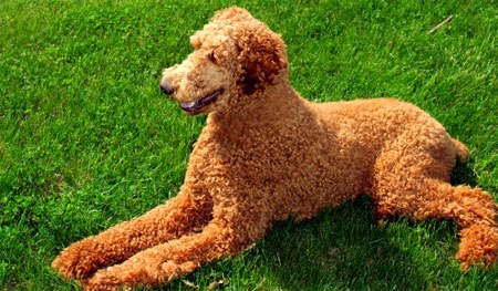 large poodle like dog