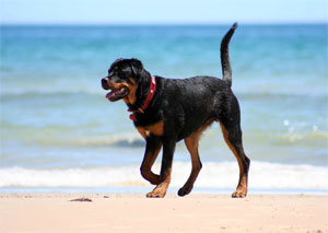 white patch on rottweiler chest