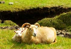 Icelandic Sheep. Taken by myself 8th of June 2003. --Jutta234 17:14, 15 March 2006 (UTC): I, the author of this work, hereby release it into the public domain. This applies worldwide. In case this is not legally possible: I grant anyone the right to use this work for any purpose, without any conditions, unless such conditions are required by law. 