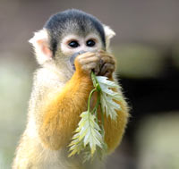 squirrel monkeys eating