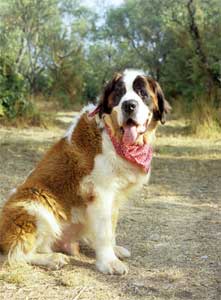 smooth coat saint bernard