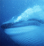 Credit: www.yoto98.noaa.gov/books/