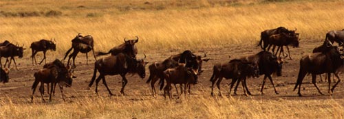 Wildebeest - info and games