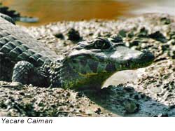 Caiman (Caiman yacare). Photographed in Argentina by Lea Maimone. This file is licensed under Creative Commons Attribution ShareAlike 2.0 License