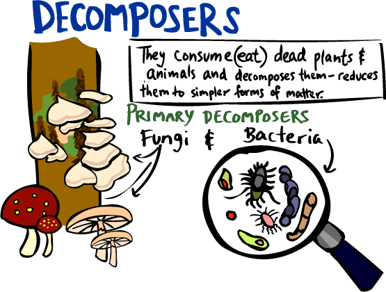 Kid s Corner Decomposers Page