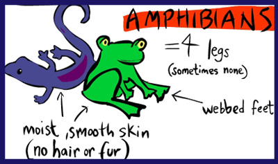 amphibian appearance