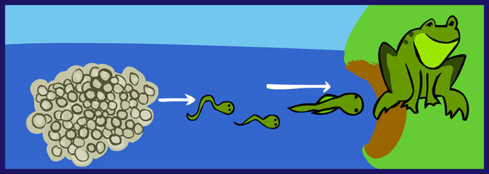 eggs to tadpole to frog
