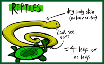reptile characteristics