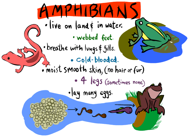 Kid s Corner Amphibian  Page