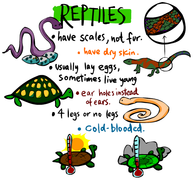 Kid s Corner Reptile Page