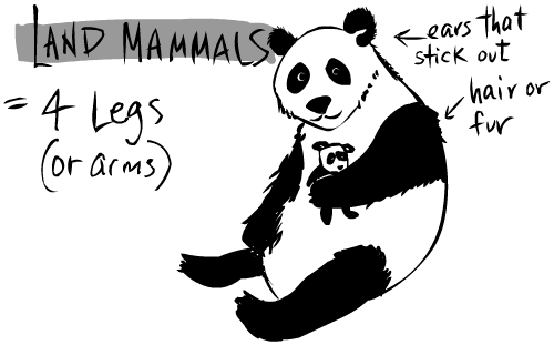 land mammals, panda bear