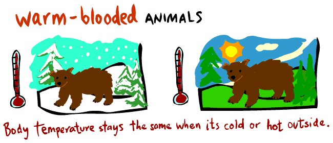 bears are warm blooded animals