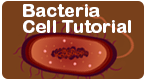bacteria cell tutorial