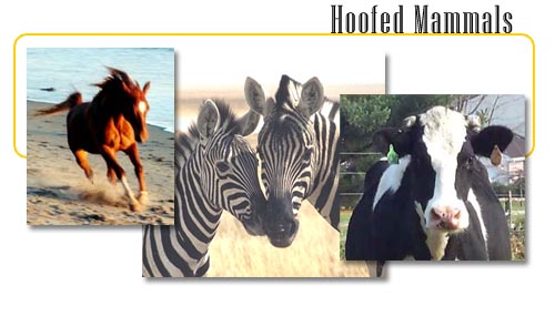 Hoofed Mammals - info and online games
