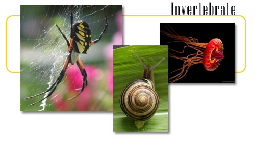 Invertebrates - info and online games