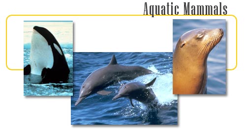 Aquatic animals - info and online games