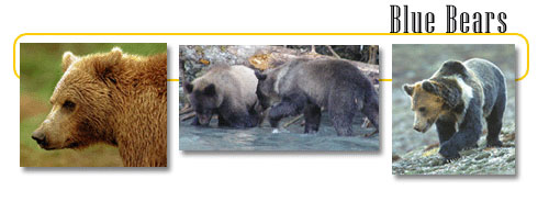Himalayan Blue Bear