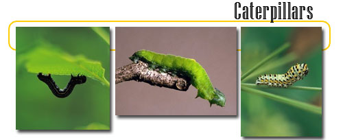 Caterpillars - info and games