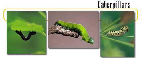 Caterpillars - info and games Caterpillars - info and games