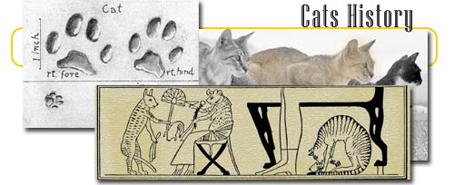 Cat History info and games