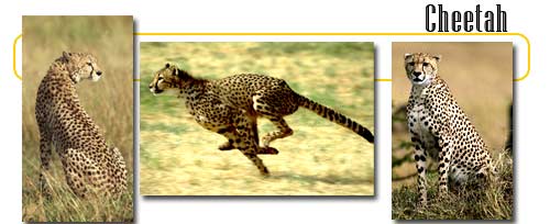 Cheetahs - info and games