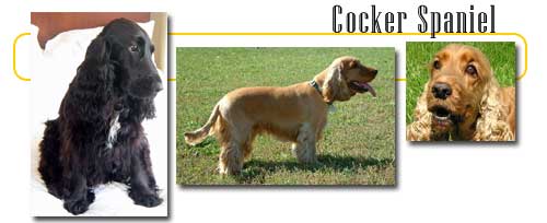 English Cocker Spaniel Dog (All Facts and Pictures)